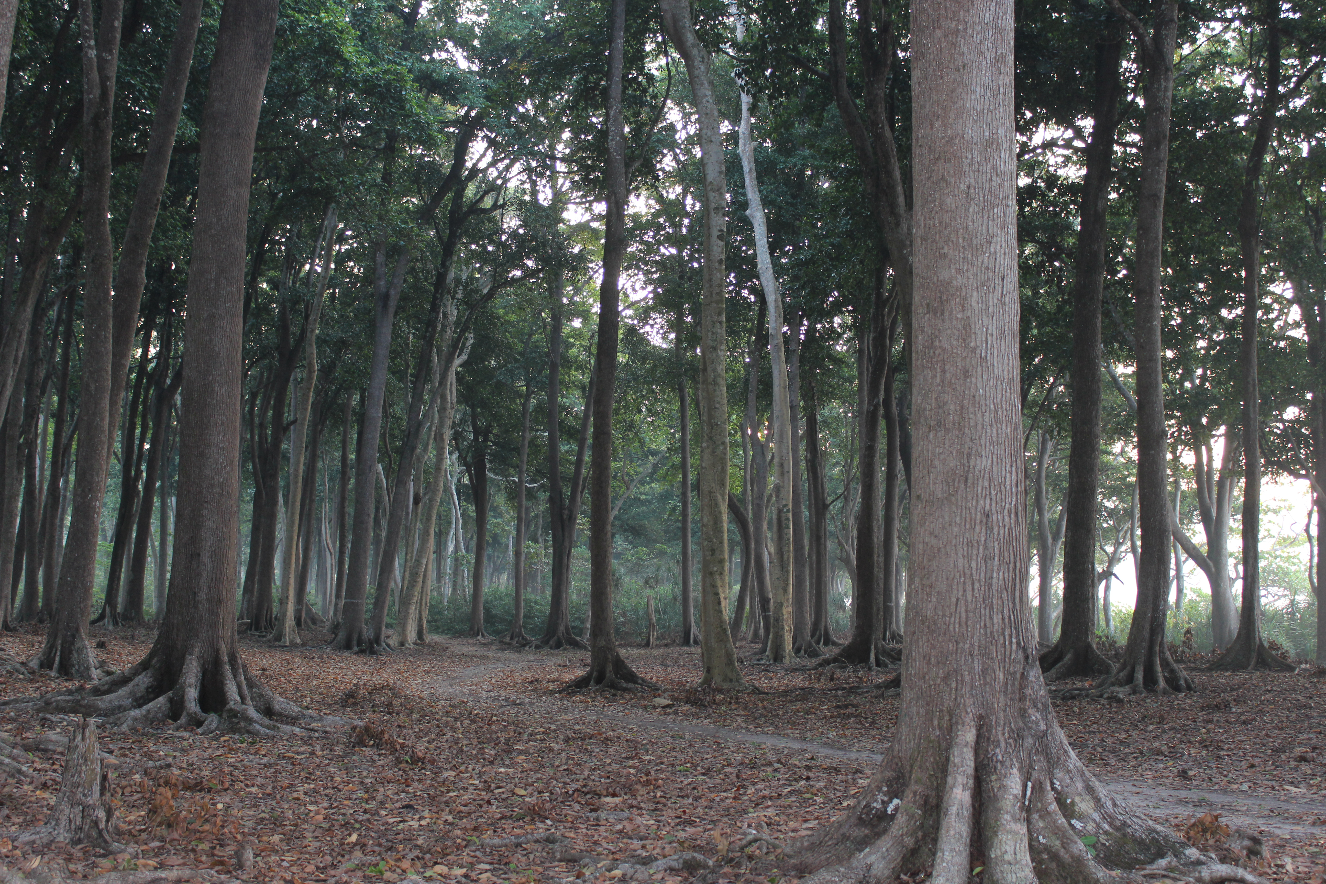 Dense forest around the resort