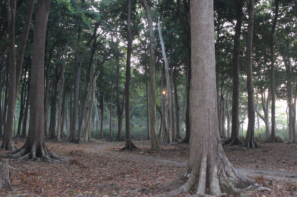 Sun rising through the forest